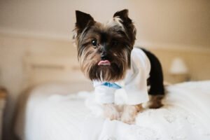 Shih Tzu cuidados essenciais apresentados de forma clara, mostrando os principais hábitos que garantem bem-estar, higiene e saúde para essa raça tão querida.